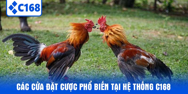 Các cửa đặt cược phổ biến tại hệ thống C168