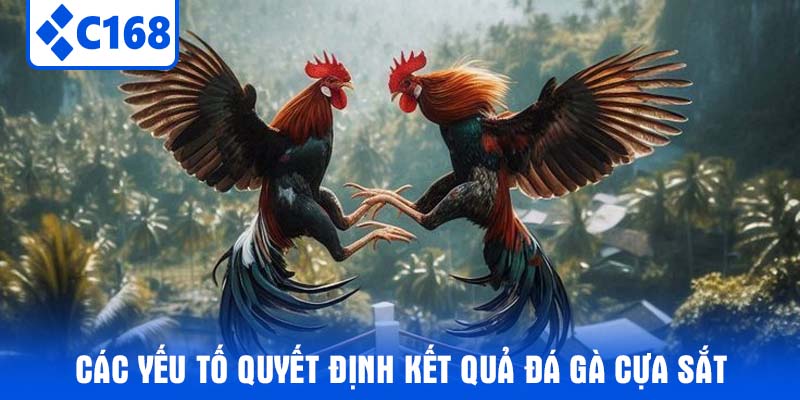 Các Yếu Tố Quyết Định Kết Quả Đá Gà Cựa Sắt