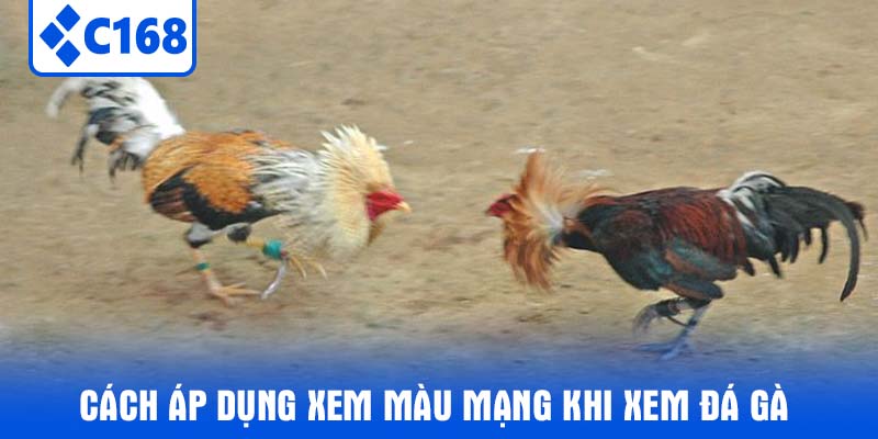 Cách Áp Dụng Xem Màu Mạng Khi Xem Đá Gà
