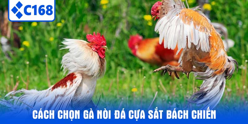 Cách chọn Gà Nòi Đá Cựa Sắt bách chiến