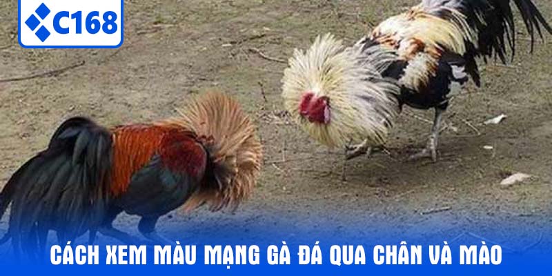 Cách Xem Màu Mạng Gà Đá Qua Chân Và Mào
