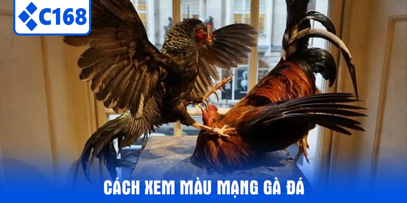 cách xem màu mạng gà đá
