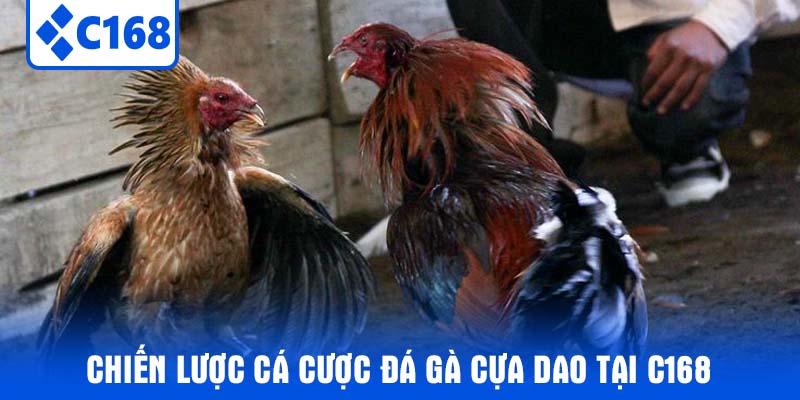Chiến Lược Cá Cược Đá Gà Cựa Dao Tại C168