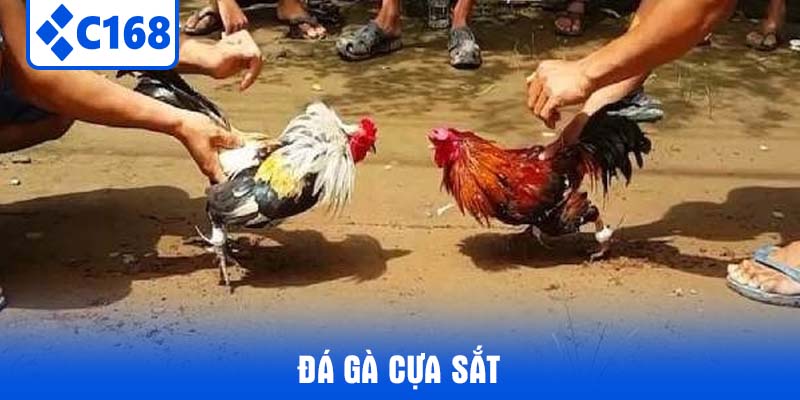 đá gà cựa sắt