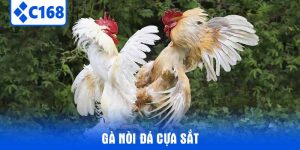 Gà Nòi Đá Cựa Sắt