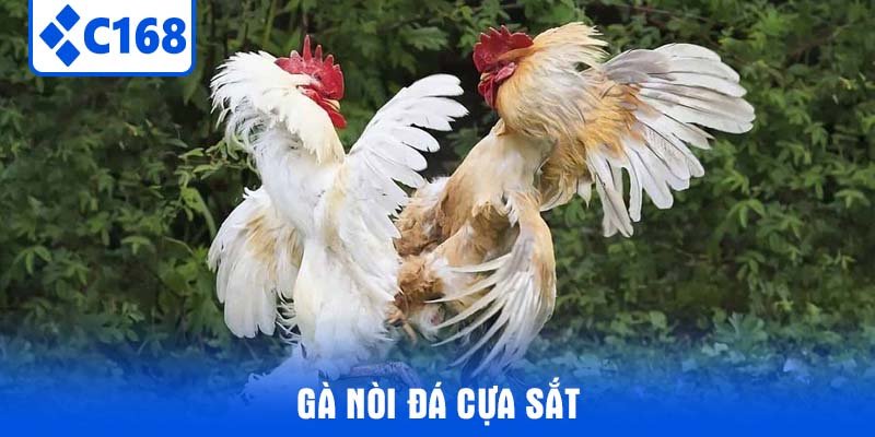 Gà Nòi Đá Cựa Sắt