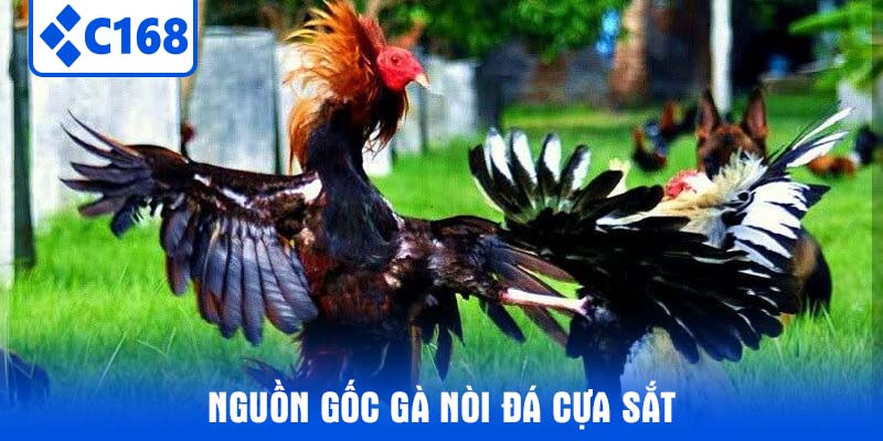 Nguồn gốc Gà Nòi Đá Cựa Sắt