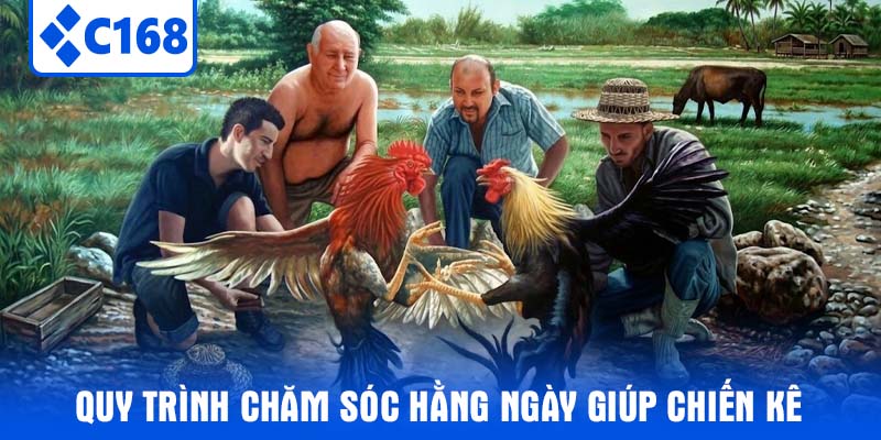 Quy trình chăm sóc hằng ngày giúp chiến kê