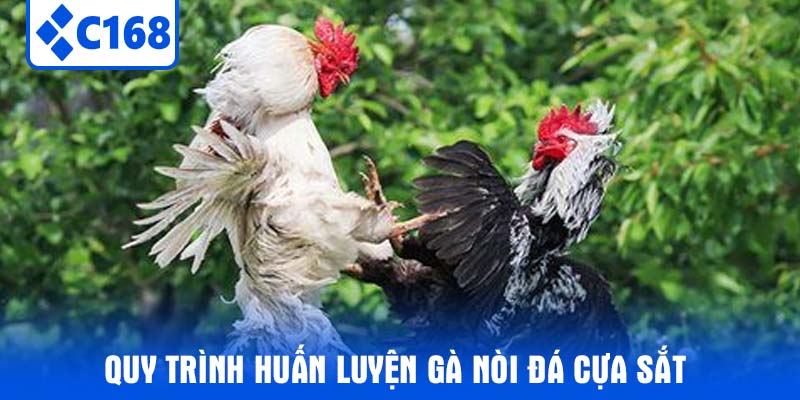 Quy trình huấn luyện Gà Nòi Đá Cựa Sắt