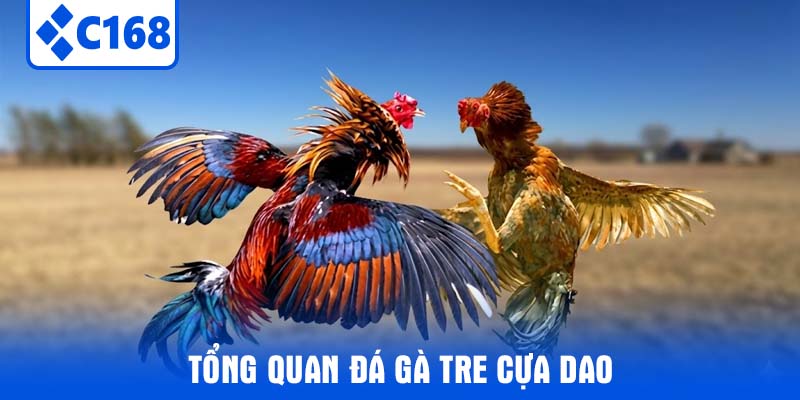 Tổng quan đá gà tre cựa dao