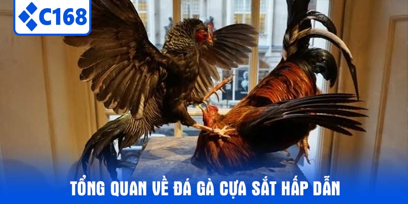 Tổng quan về đá gà cựa sắt hấp dẫn